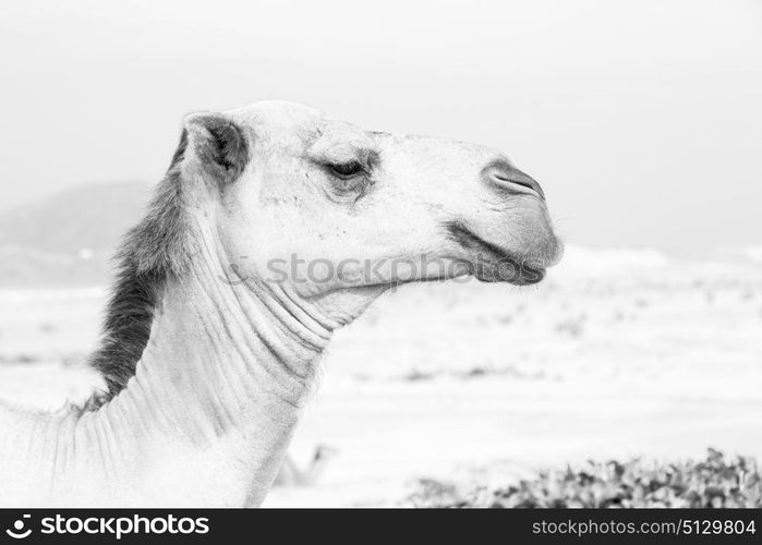 in oman empty quarter of desert a free dromedary near the sea