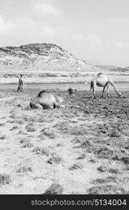 in oman empty quarter of desert a free dromedary near the sea