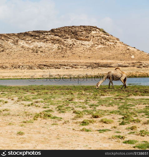 in oman empty quarter of desert a free dromedary near the sea