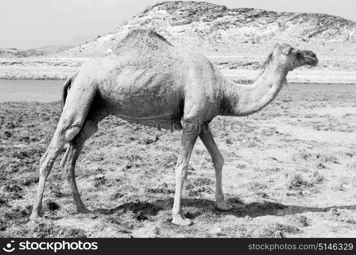 in oman empty quarter of desert a free dromedary near the sea