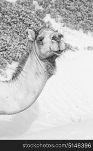 in oman empty quarter of desert a free dromedary near the sea