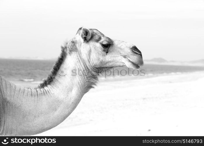 in oman empty quarter of desert a free dromedary near the sea