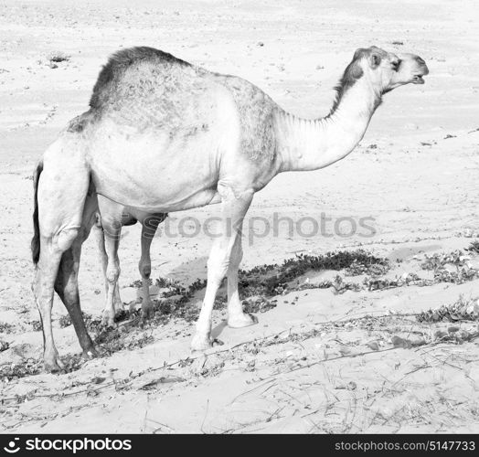 in oman empty quarter of desert a free dromedary near the sea