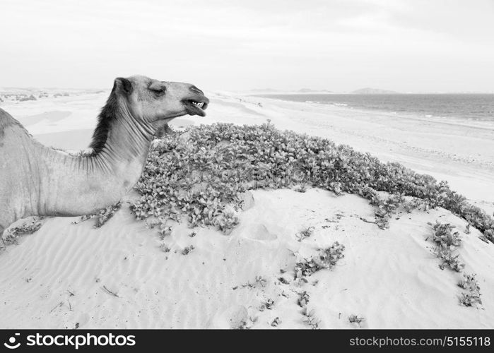 in oman empty quarter of desert a free dromedary near the sea