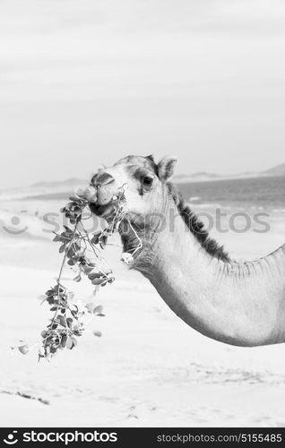 in oman empty quarter of desert a free dromedary near the sea