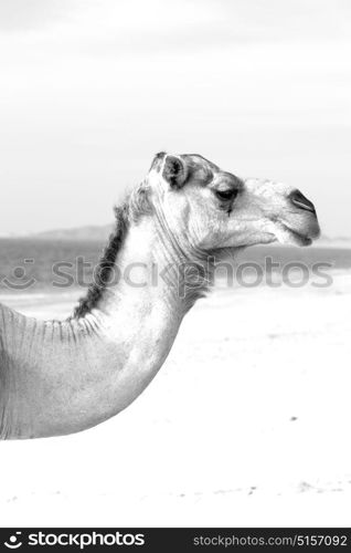 in oman empty quarter of desert a free dromedary near the sea