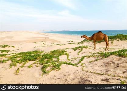 in oman empty quarter of desert a free dromedary near the sea