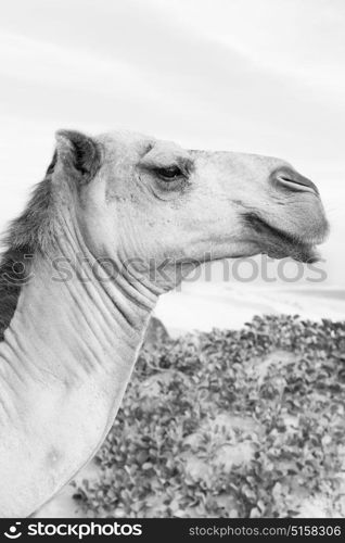 in oman empty quarter of desert a free dromedary near the sea