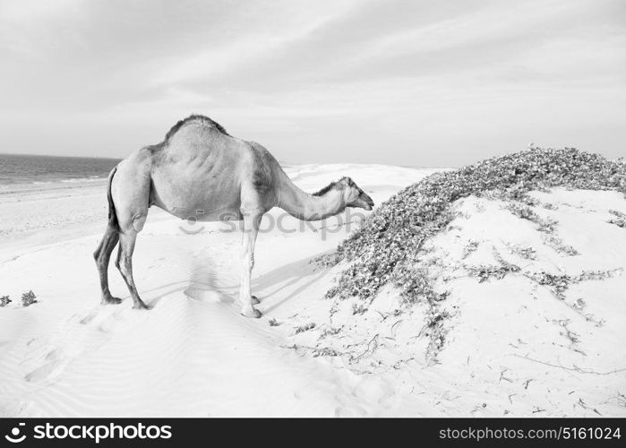 in oman empty quarter of desert a free dromedary near the sea