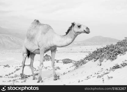 in oman empty quarter of desert a free dromedary near the sea