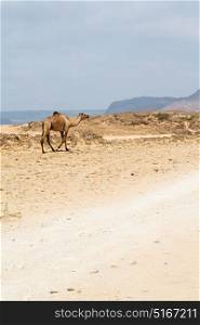in oman empty quarter of desert a free dromedary near the sea