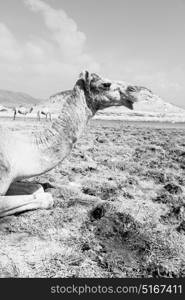 in oman empty quarter of desert a free dromedary near the sea