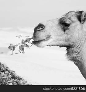 in oman empty quarter of desert a free dromedary near the sea