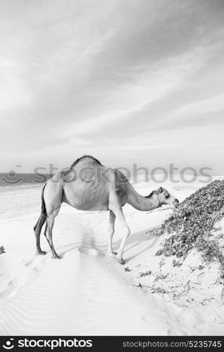 in oman empty quarter of desert a free dromedary near the sea