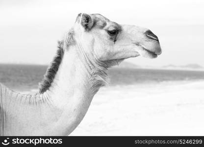 in oman empty quarter of desert a free dromedary near the sea