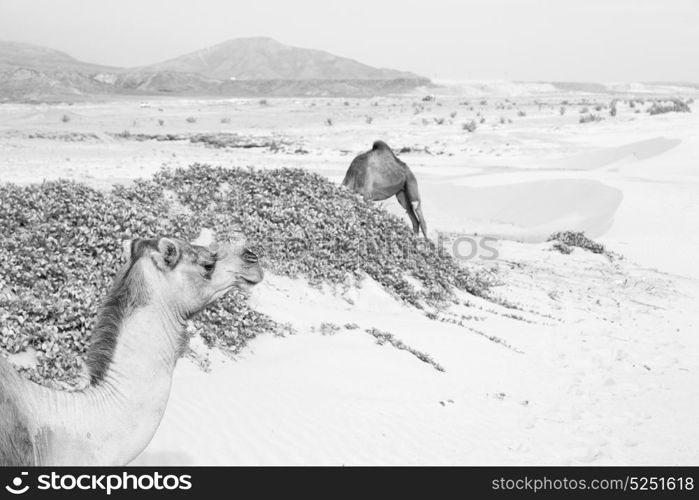 in oman empty quarter of desert a free dromedary near the sea