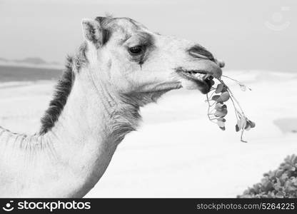 in oman empty quarter of desert a free dromedary near the sea