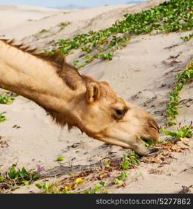 in oman empty quarter of desert a free dromedary near the sea