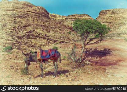 in petra jordan a donkey waiting for the tourist near the antique mountain