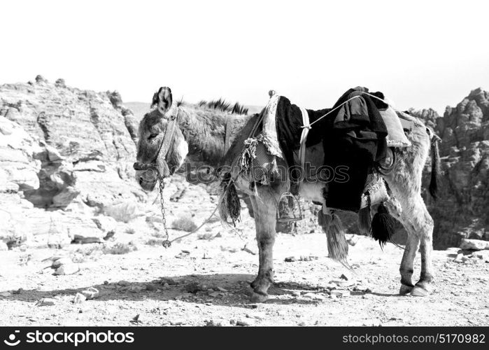 in petra jordan a donkey waiting for the tourist near the antique mountain