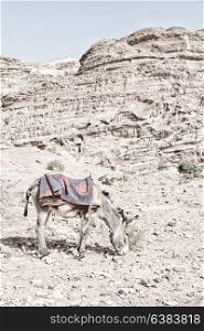 in petra jordan a donkey waiting for the tourist near the antique mountain