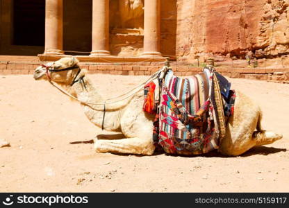 in petra jordan the camel for the tourist near the antique wonder site