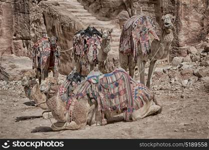 in petra jordan the camel for the tourist near the antique wonder site