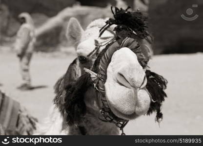 in petra jordan the camel for the tourist near the antique wonder site