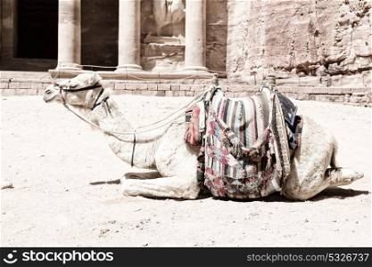 in petra jordan the camel for the tourist near the antique wonder site
