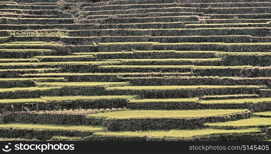 in philippines terrace field for coultivation of rice from banaue unesco site