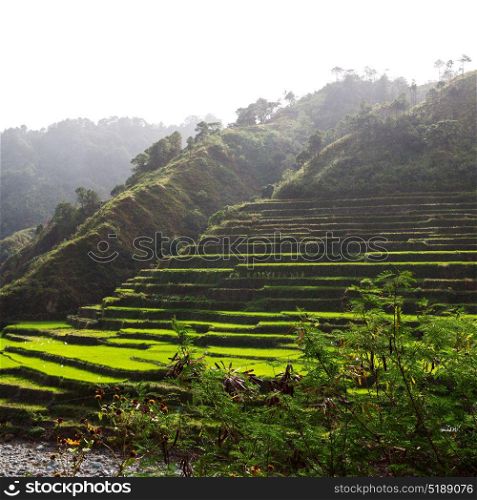 in philippines terrace field for coultivation of rice from banaue unesco site
