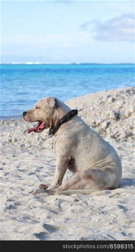 in polynesia beach a dog resting near the ocean 
