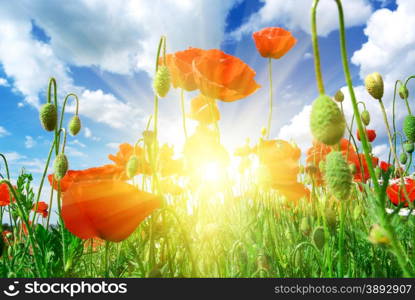 In poppies field. Nature composition.