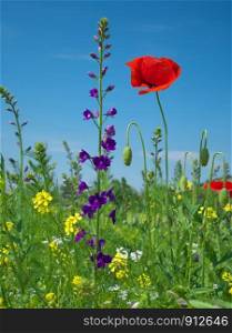 In poppies field. Nature composition.