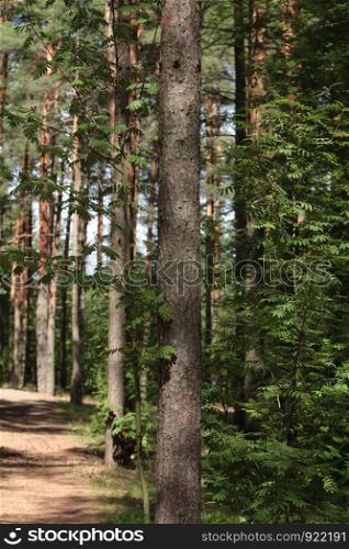 In shade of pine forest in summer on a sunny day, vertical photo