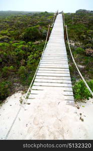 in south africa beach walkway near indian ocean flower sky and rock