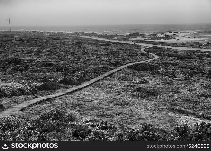 in south africa beach walkway near indian ocean flower sky and rock