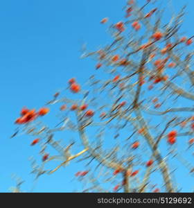 in south africa close up of erythrina lysistemon flower plant and clear sky