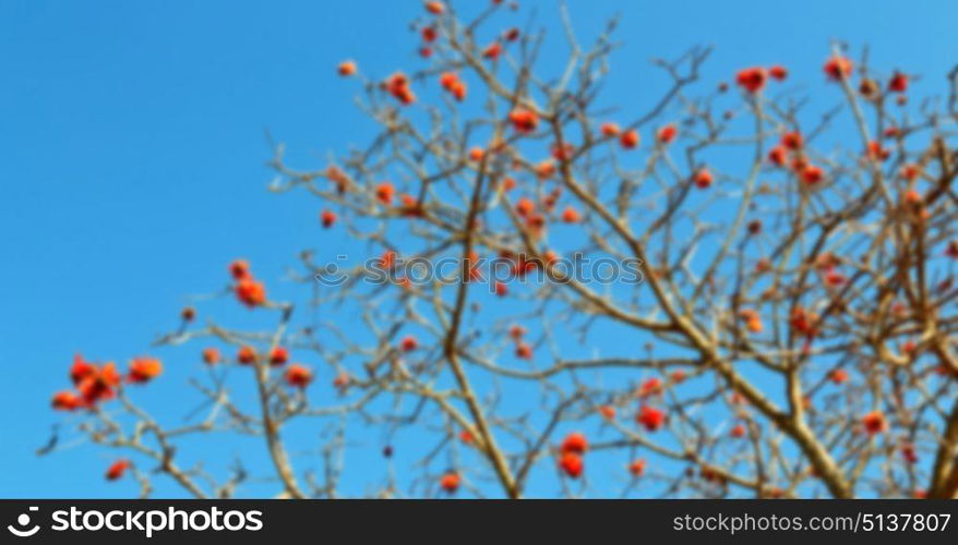 in south africa close up of erythrina lysistemon flower plant and clear sky