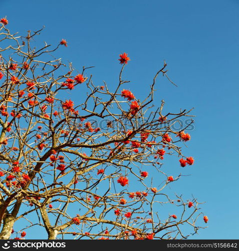 in south africa close up of erythrina lysistemon flower plant and clear sky