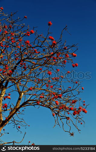 in south africa close up of erythrina lysistemon flower plant and clear sky