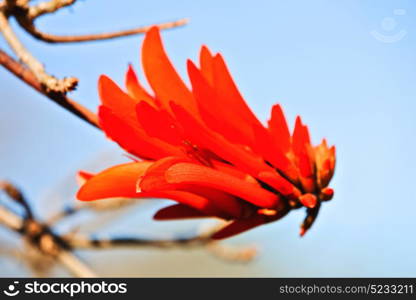 in south africa close up of erythrina lysistemon flower plant and clear sky