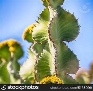 in south africa flower sky and cactus with thorn like background