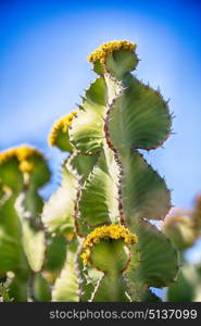 in south africa flower sky and cactus with thorn like background