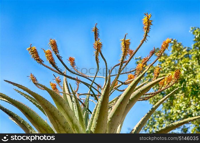 in south africa flower sky and cactus with thorn like background