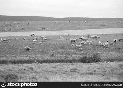 in south africa green yellow field and sheep eating grass