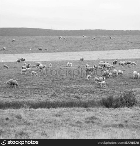 in south africa green yellow field and sheep eating grass