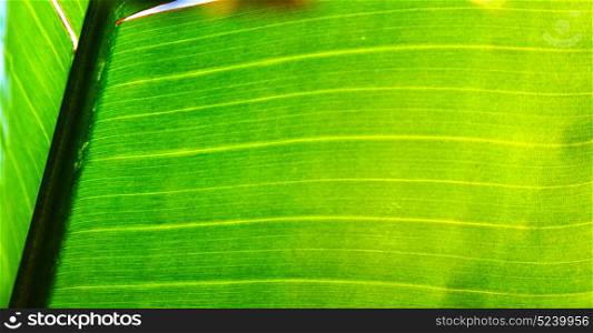 in south africa leaf close up like abstract background