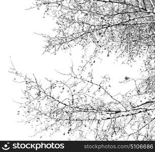 in south africa old tree and his branches in the clear sky like abstract background