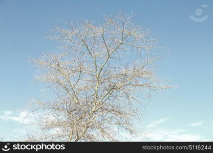 in south africa old tree and his branches in the clear sky like abstract background